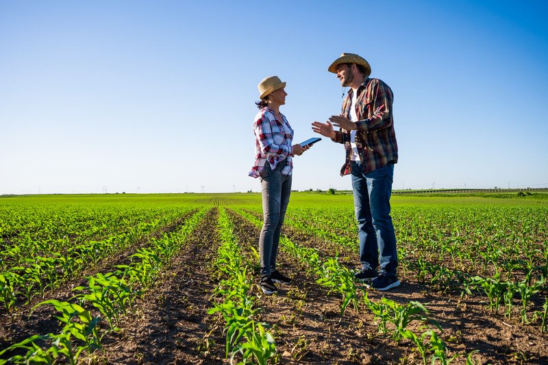 Two farmers in straw hats talking over a tablet in a young cornfield under a clear sky